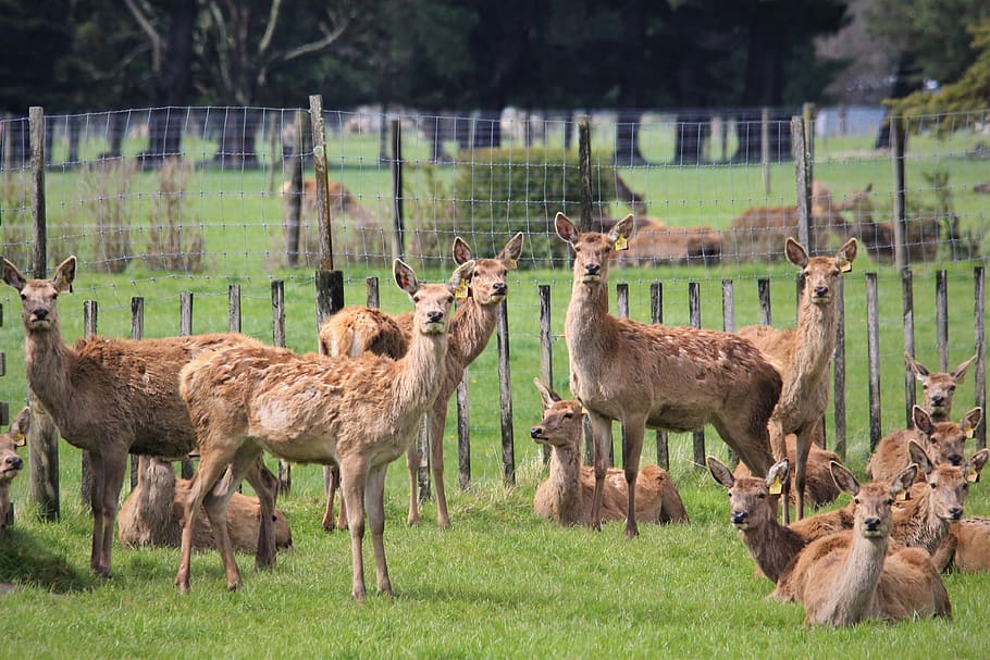 deer, farm, livestock, agriculture, pasture, lush, grass, venison, ear, tag