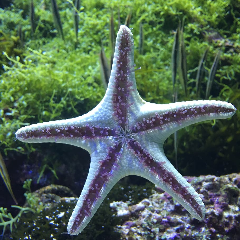 Dunia Bawah Air, Starfish, Akuarium, satu hewan, tema hewan, hewan di kehidupan laut, tidak ada manusia, bintang laut, bentuk bintang, kehidupan laut