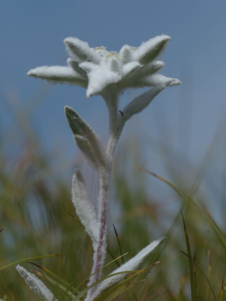 Alpine, Edelweiß, Ordinary, Edelweiss, alpine edelweiß, fluffy, white, rarely, protected, leontopodium microdochium