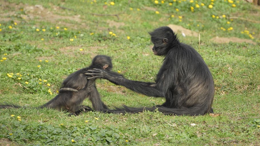 ateles geoffroyi, understood, geoffroy's spider monkey, mother and cub, game, handshake, primates, monkey, the prague zoo, primate
