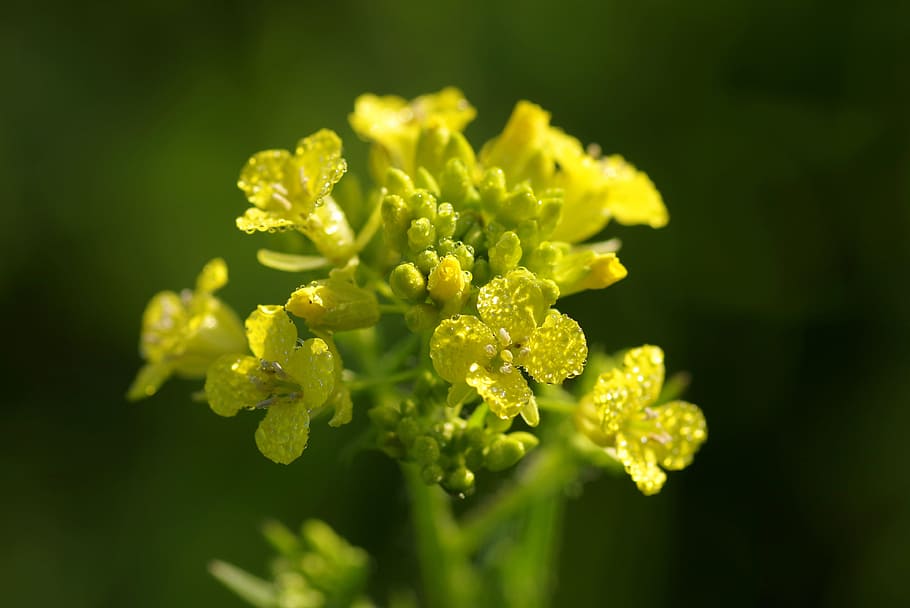 Rapeseed, Bunga, Kuning, Makro, rosa, tetes, air, di pagi hari, alam, penanaman