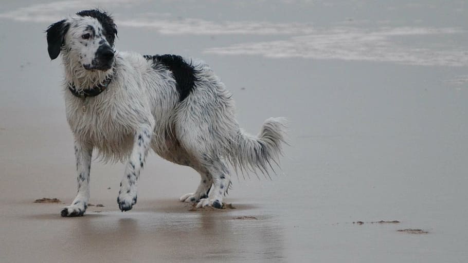 beach, frisian stabij, stabij, stabijna, wetterhoun, dog, action, racing, one animal, domestic