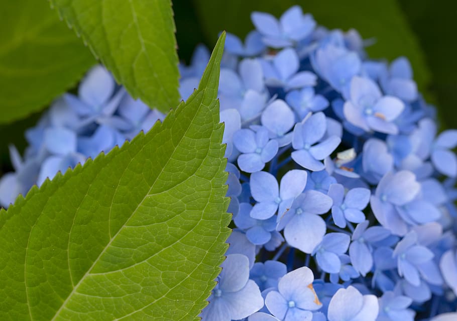 blue, flowers, petals, close up, floral, beauty, fresh, delicate, blooming, plant