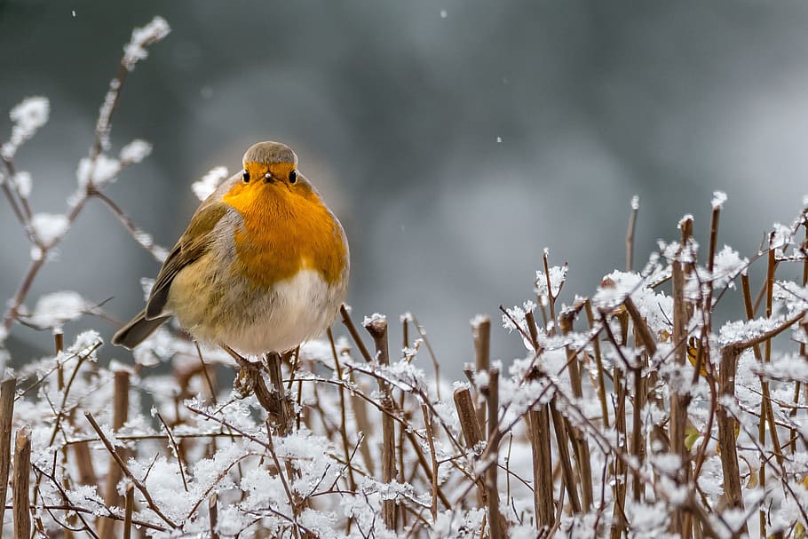 kuning, putih, burung, coklat, kayu, siang hari, robin, musim dingin, burung penyanyi, bertulang belakang