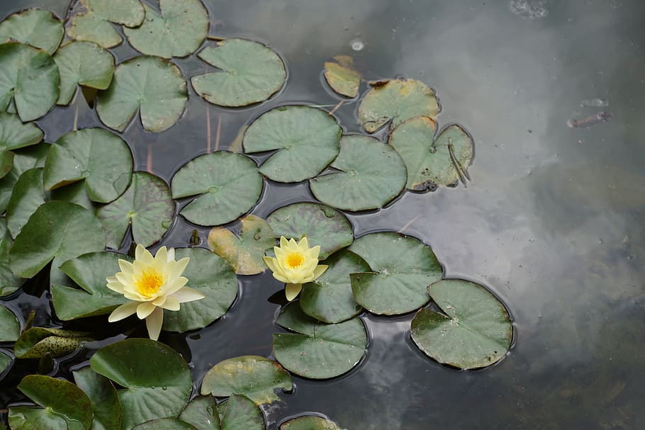 water lily, flower, yellow, nature, water, pond, spring, aroma, perfume, active substance