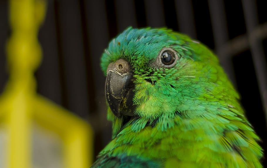 closeup, green, parakeet, parrot, ave, parrot red-rumped, peak, feathers, tropical, bird