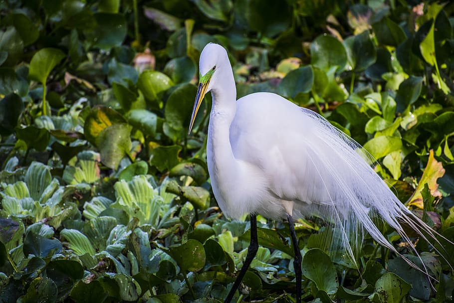 great egret, bird, plumage, egret, white, wildlife, nature, water, lake, animal wildlife