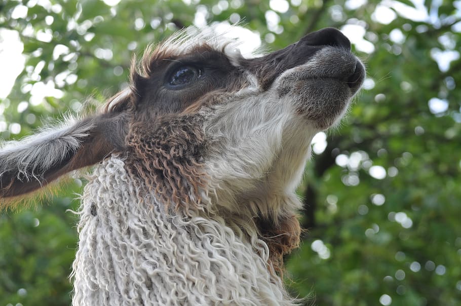 lama, alpaca, hairy, fluffy, animal, foto session, chilled, animal themes, one animal, mammal