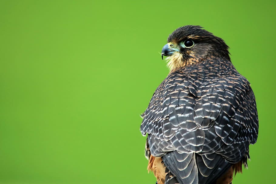 black, brown, bird, aplomado falcon, bird of prey, hawk, beak, falcon, falconry, nature
