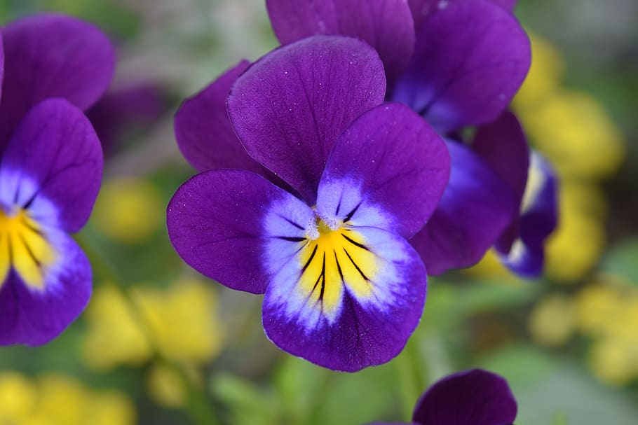 flower, purple flower, violets, flower petals, stamens, pistil, nature garden, massif, natural flowers, flowering plant