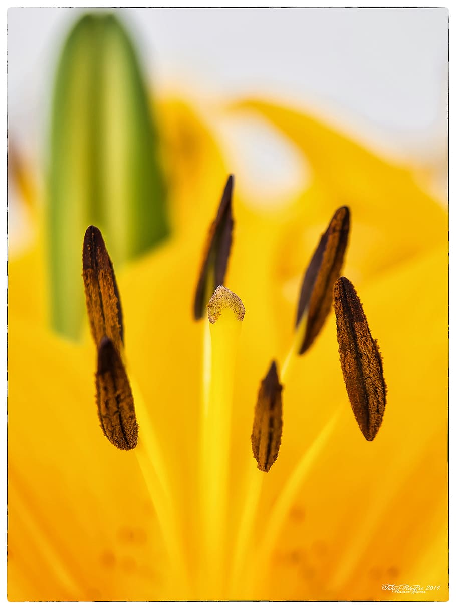 Lily, Yellow, Blossom, Bloom, Flower, macro, nature, garden, plant, stamens