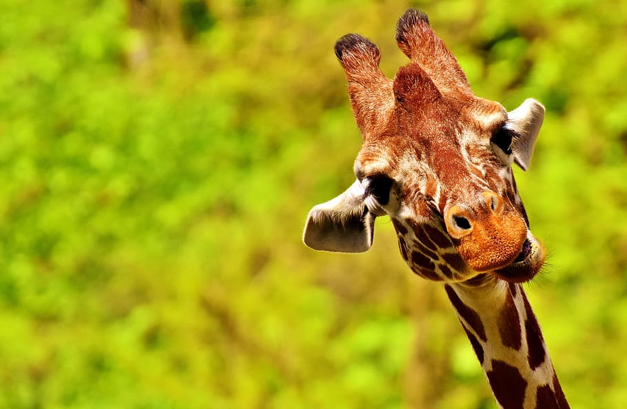 selective, focus photo, brown, giraffe, Micro, Shot, Photography, funny, cute, zoo