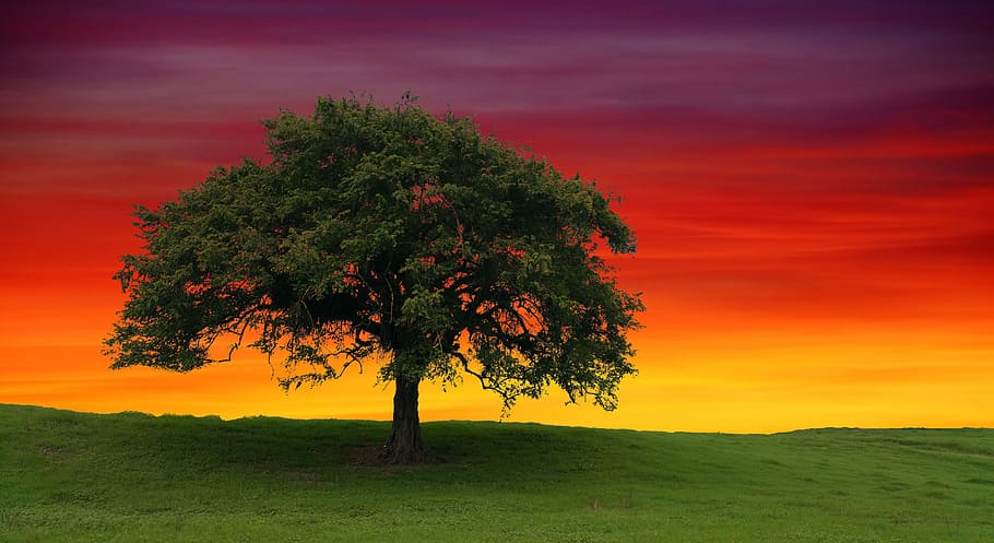green, tree, sky, sunset, nature, landscape, panoramic, grass, lonely, single