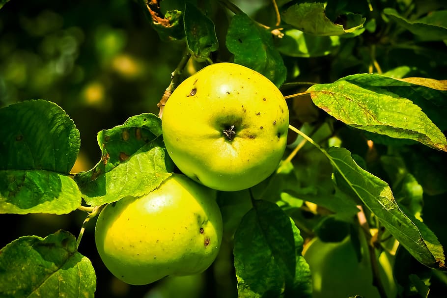 apple, apple tree, fruit, tree, close, nature, food, kernobstgewaechs, orchard, ripe