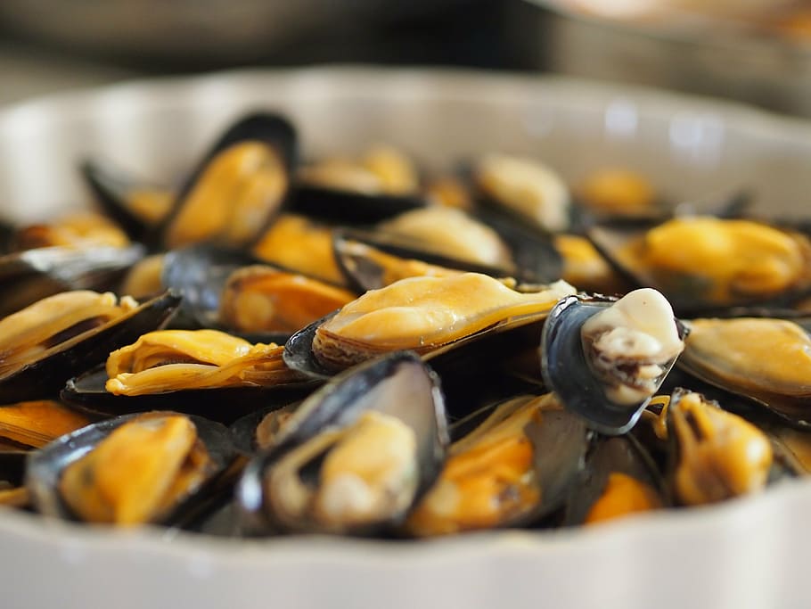muscles, white, plate, seafood, molluscs, clams, cook, food, mussel, gourmet