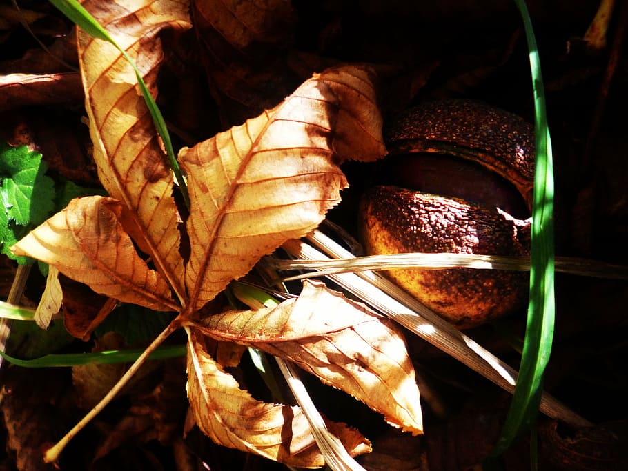 chestnut, sheet, autumn, dry leaves, fetus, tree, plant, conker, plant part, leaf