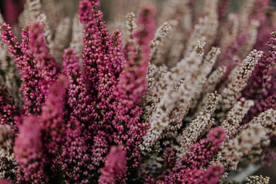 heath, heather, pink, white, plant, Erica, -, common, names, bunga