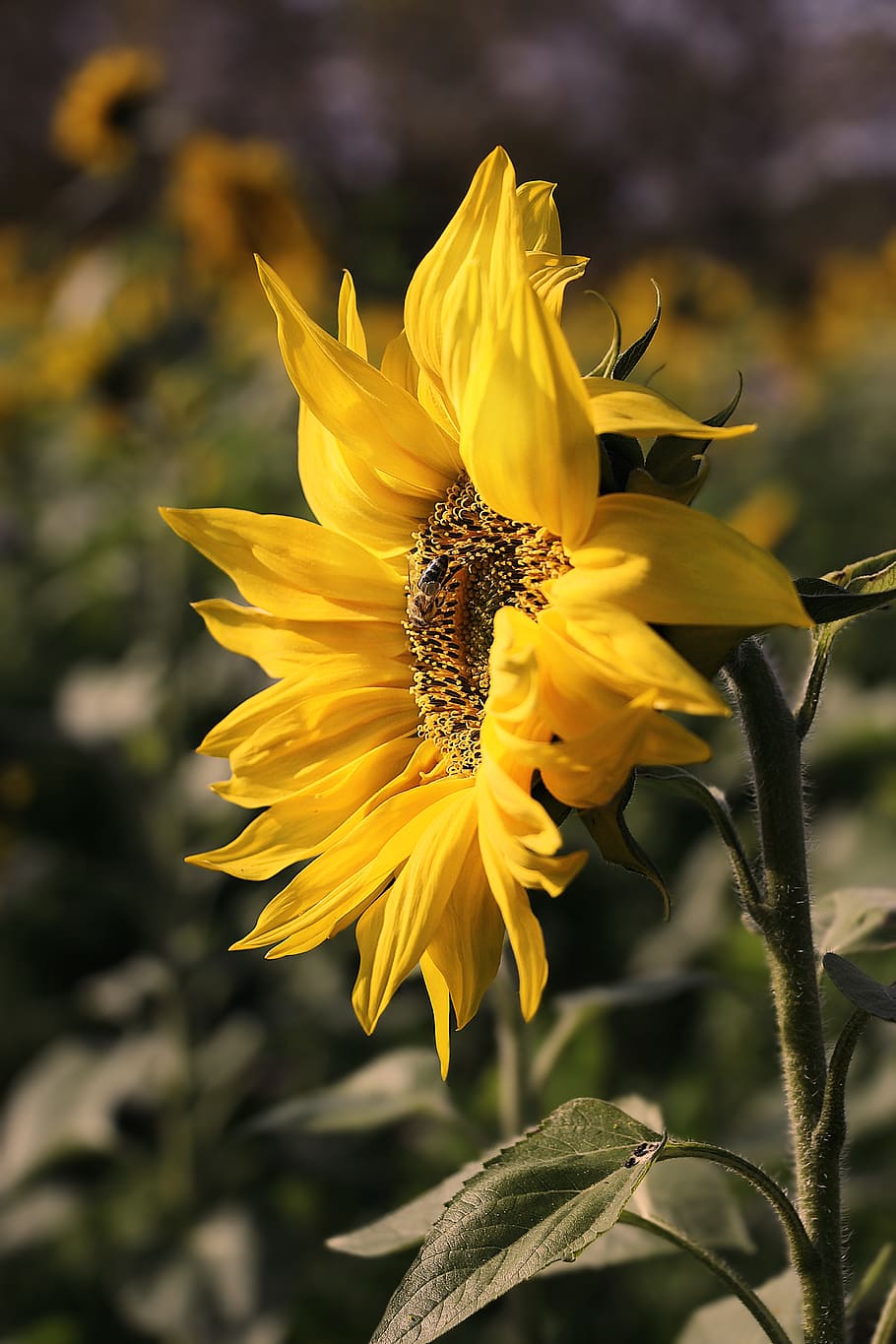 bunga matahari, bunga, mekar, berkembang, komposit, helianthus annuus, musim gugur, terang, kuning, alam