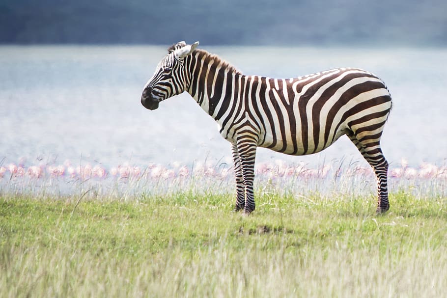 animal, zebra, wild life, wild, africa, safari, kenya, nikon, striped, animal wildlife
