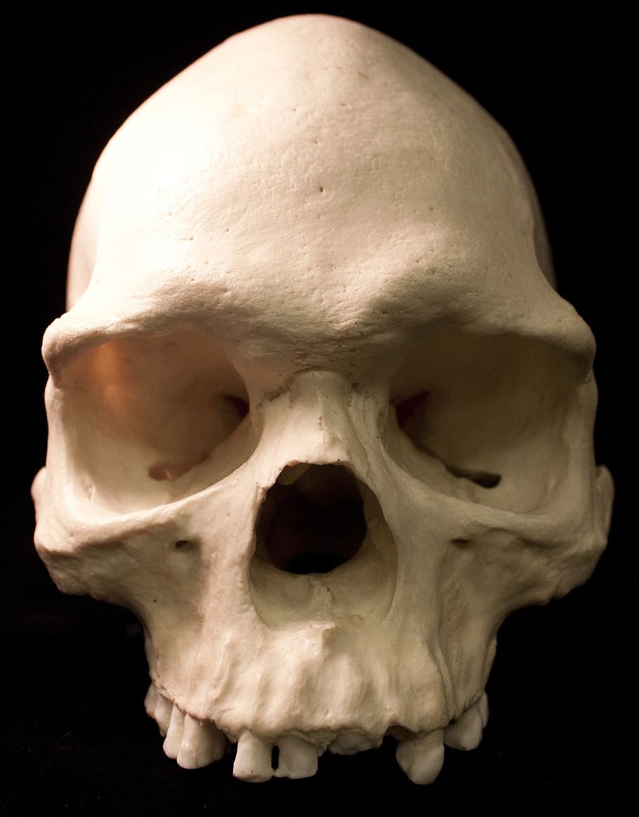 white skull, skull, skeletons, bones, fear, terror, death, anthropology, archeology, biological