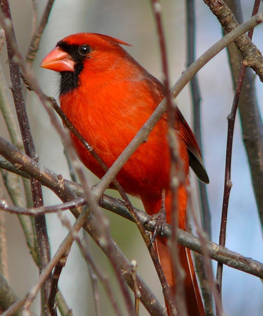 cardeal, norte, macho, pássaro vermelho, vida selvagem, pássaro, empoleirado, penas, ramo, pássaro canoro