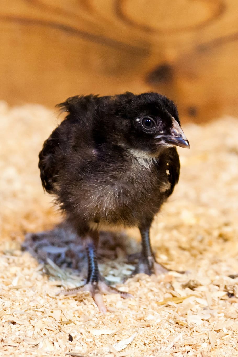 animal, baby, bird, black, chick, chicken, creature, cute, easter, farm