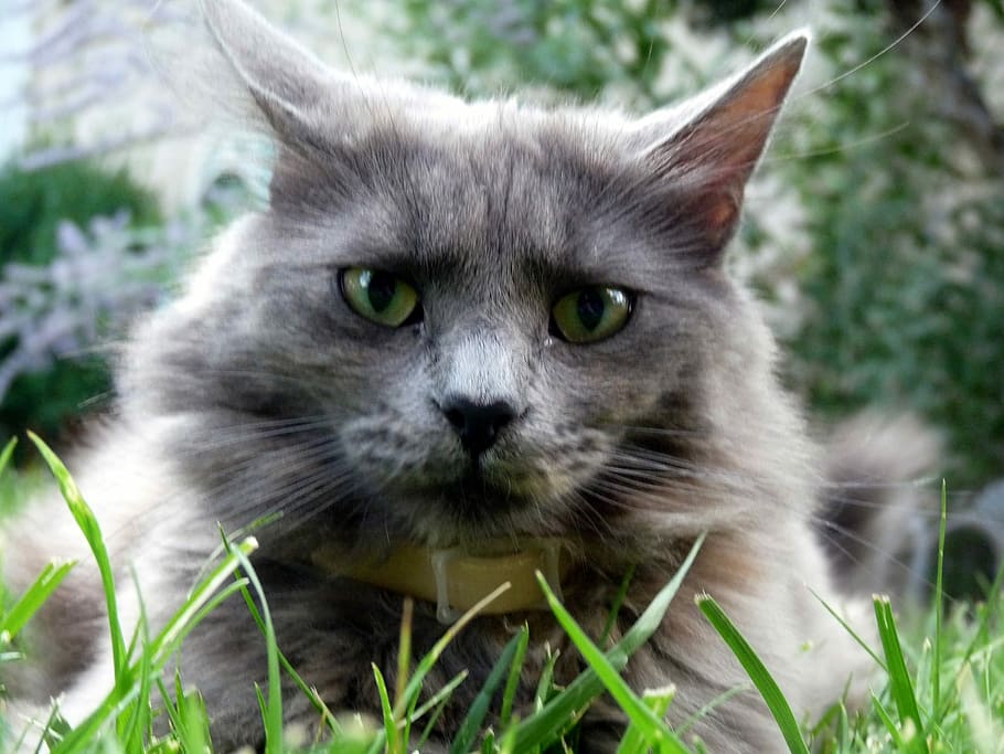 foto de enfoque, gris, gato persa, Kitty, Kat, cara, ceño fruncido, feliz, enojado, mirando a cámara