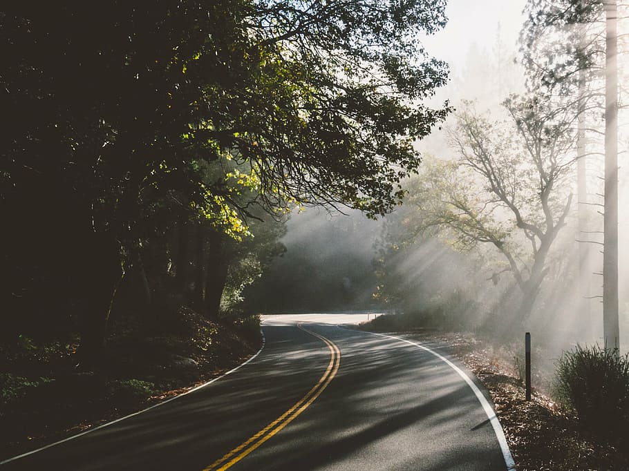 photography, asphalt road, daytime, roadway, foggy, forest, travel, curve, road, tree