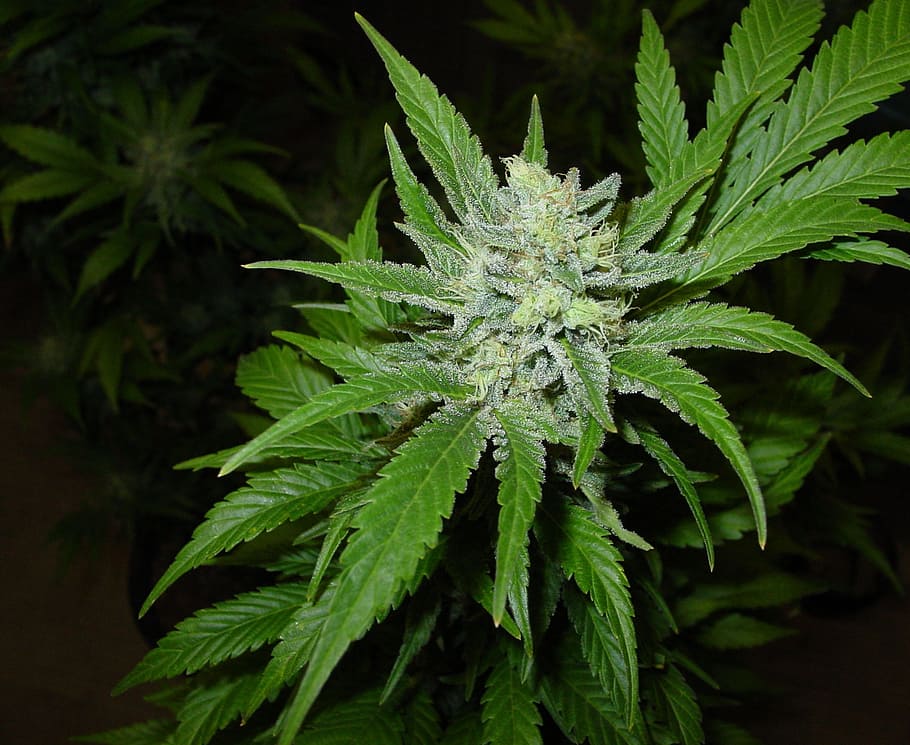 close-up photo, marijuana plant, Northern Lights, Medical, Marijuana, medical, marijuana, homegrown, cannabis, green color, marijuana - herbal cannabis