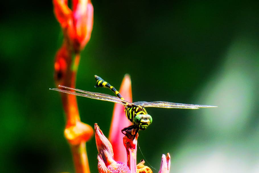 libélula, quentin chong, natural, verão, verde, xie, temas animais, vida selvagem animal, invertebrado, animal