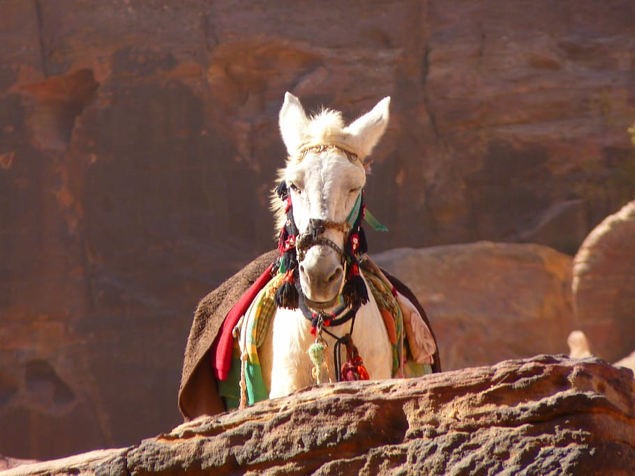Petra, Jordan, Holiday, Travel, petra, jordan, middle east, horse, animal, ride, animal themes