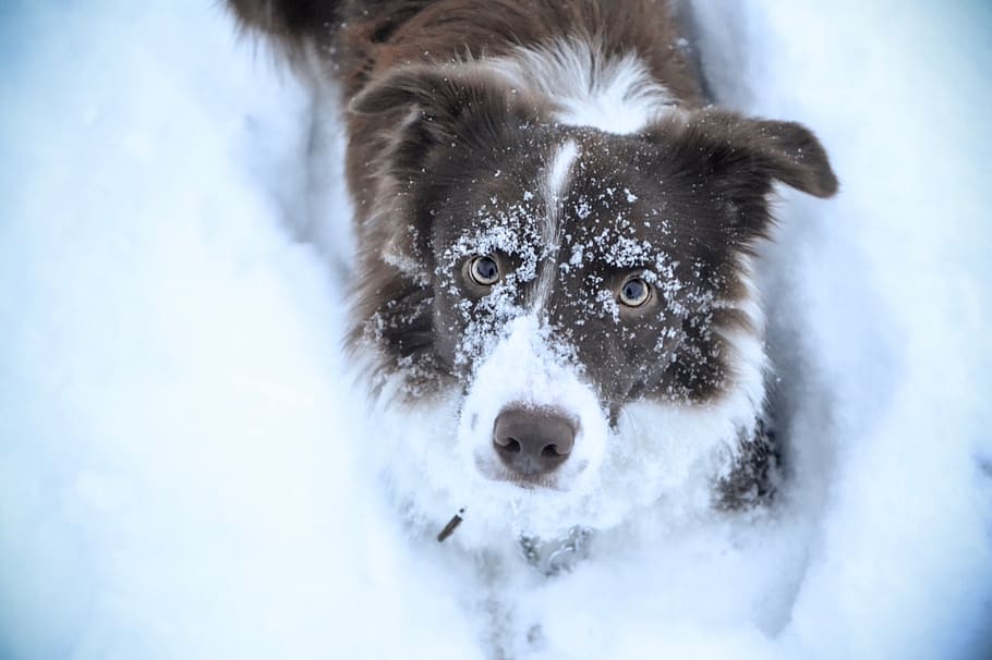 border collie, dog, collie, brown, chocolate, winter, snow, white, the border collie, pet