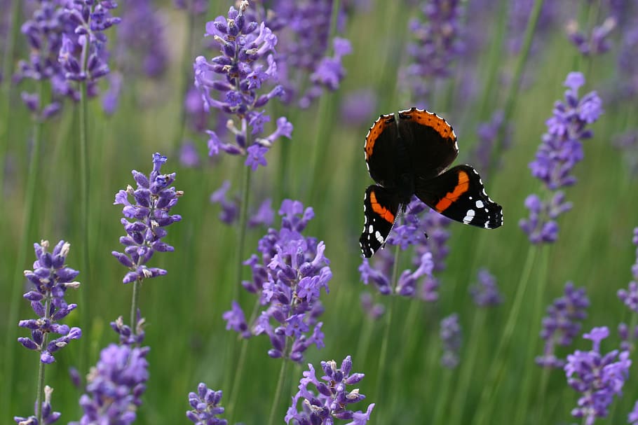 lavender, butterfly, flower, bush, field, purple, blooming, blossom, crop, garden
