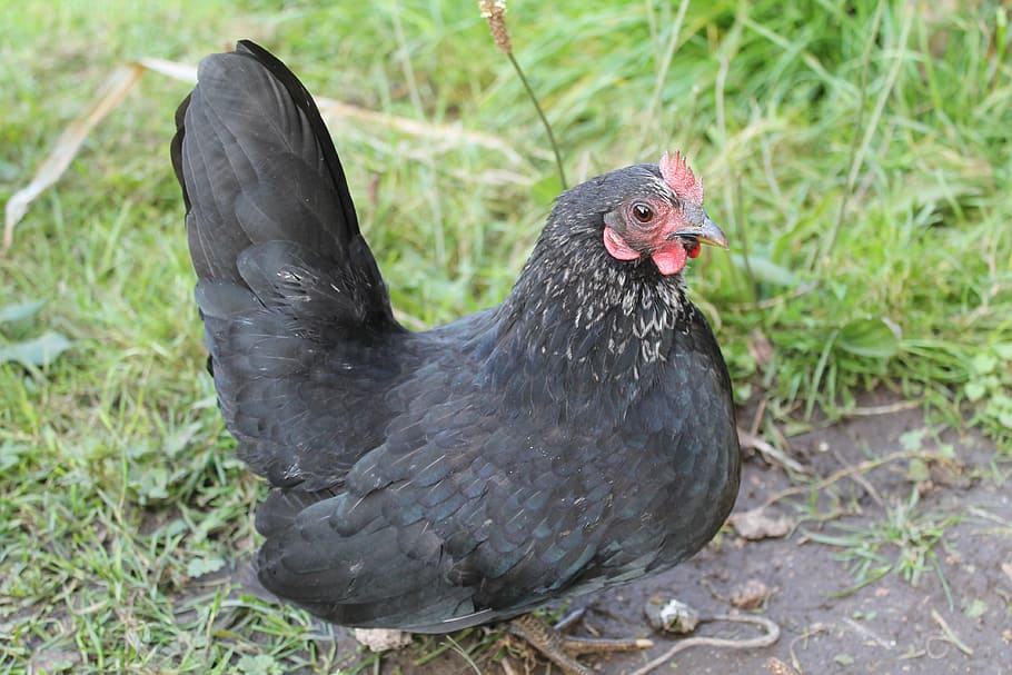chicken, bantam, black, trustful, animals, poultry, breeding geflüegel, plain chicken, animals from the farm, egg machine