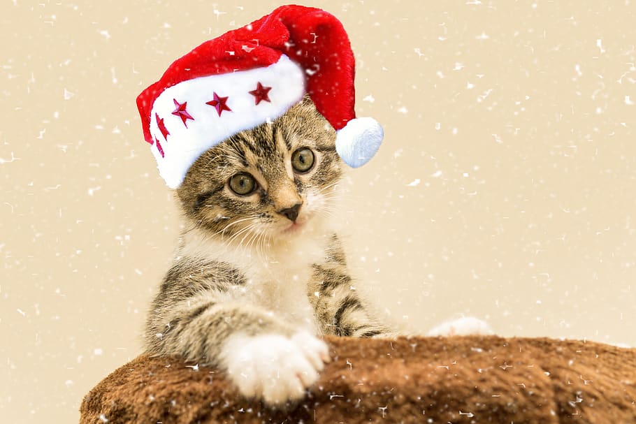 cat, small, mackerel, christmas, santa hat, kitten, domestic cat, pet, cute, sweet