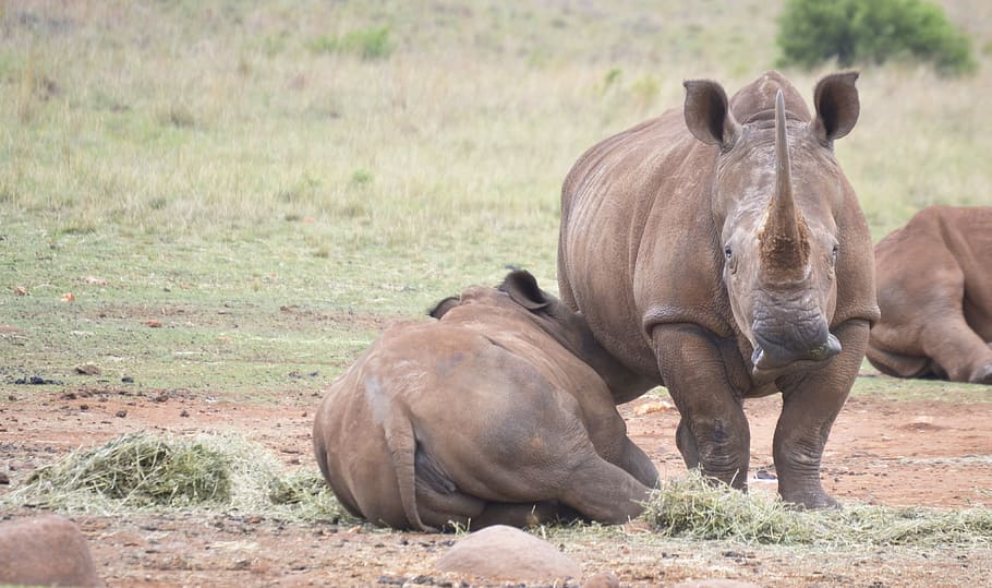 rhino, mammal, baby, animal, wildlife, nature, rhinoceros, pachyderm, horn, calf