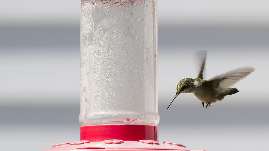 ruby-throated hummingbird, hummingbird, bird, ruby-throated, feeder, small, flying, sunshine, nature, ornithology