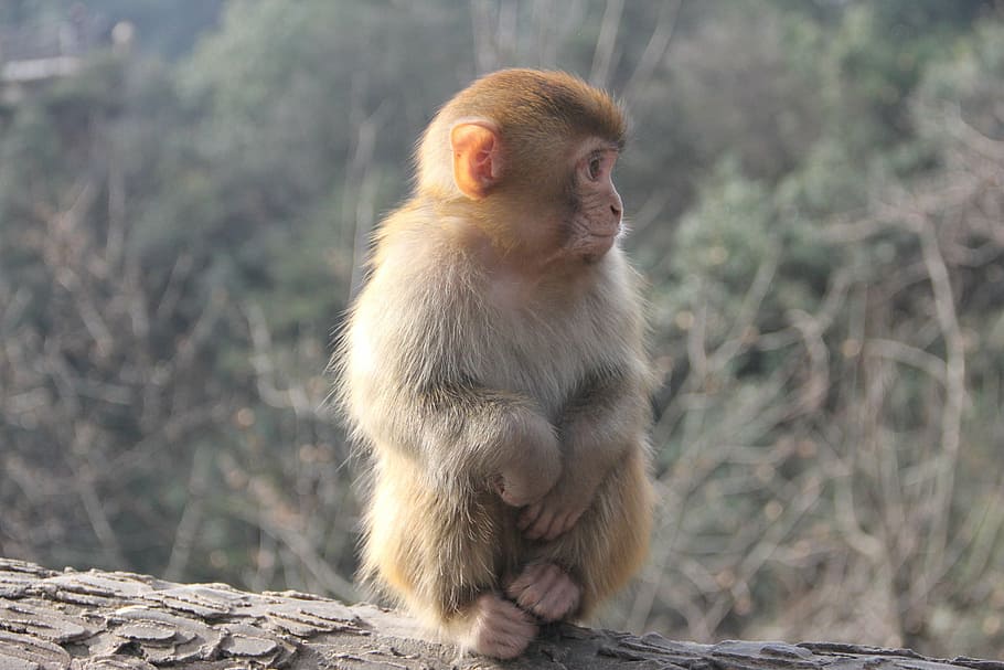 monkey, zhangjiajie, animal, primate, mammal, one animal, animal wildlife, vertebrate, animals in the wild, sitting