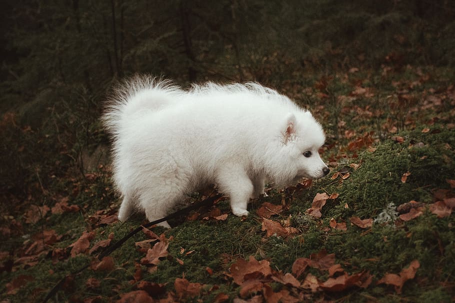 the japanese spitz, japanese, tip, spitz, white, long, fur, puppy, cute, walk