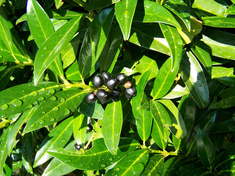 cherry laurel berries, black olives, nature, plant part, leaf, green color, plant, growth, food and drink, close-up