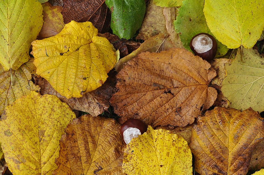 hojas, otoño, castaño, suelo del bosque, hoja, parte de la planta, cambio, amarillo, ninguna gente, naturaleza