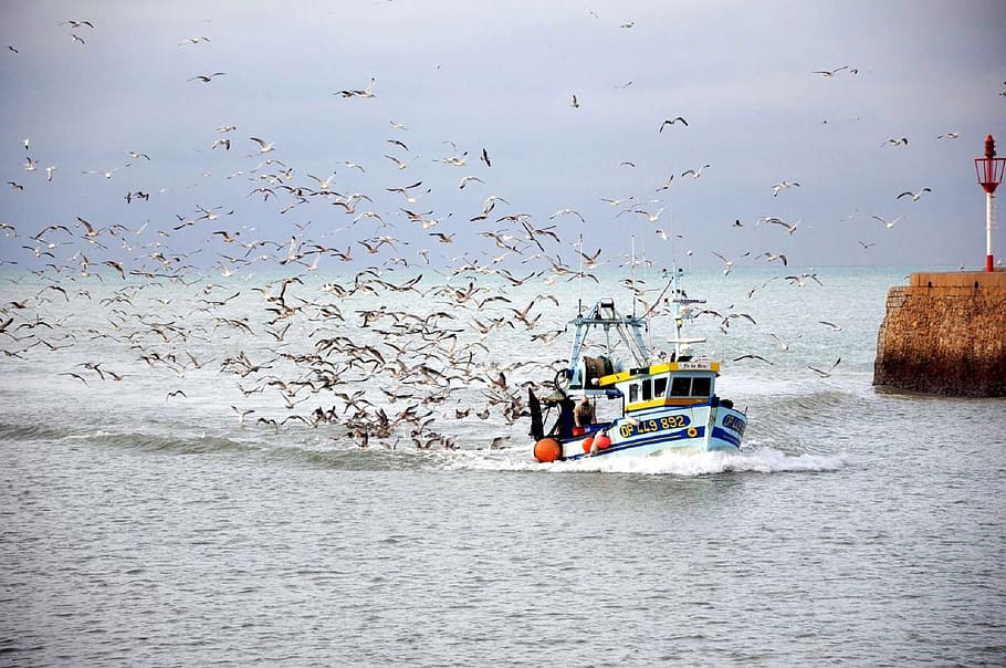white, brown, yacht, surrounded, birds, day time, fishing boat, seagulls, water, ocean