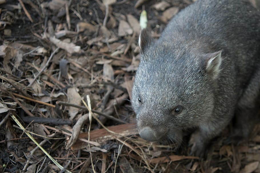 wombat, animais selvagens, marsupial, natureza, mamífero, herbívoro, tasmânia, fauna, animal, um animal