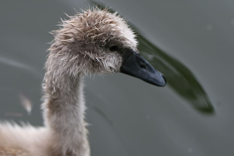 goose, bird, gosling, head, beak, eyes, animal, young, waterbird, water