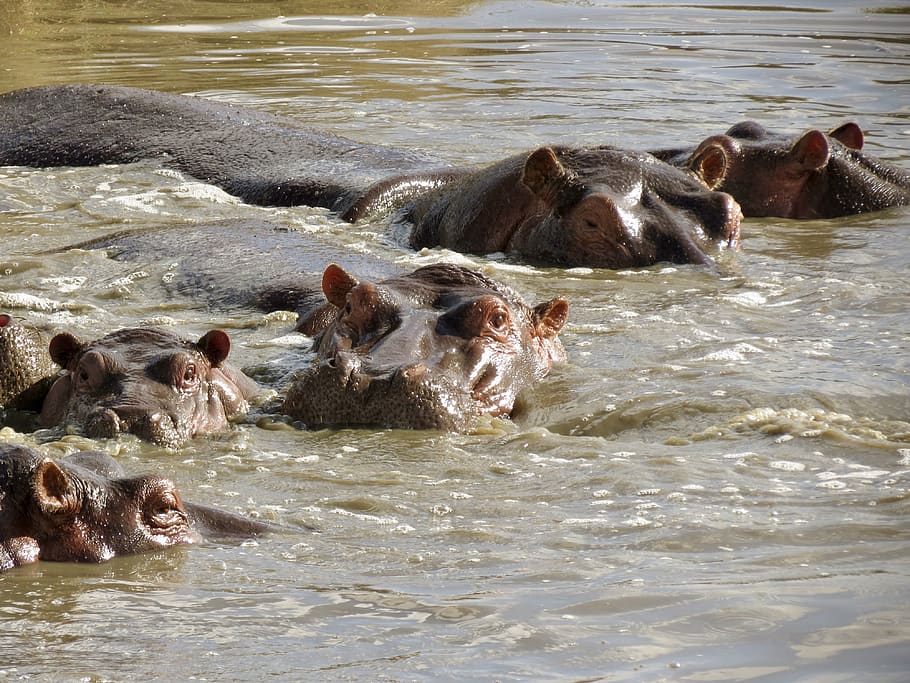 africa, tanzania, wildlife, hippo, hippopotamus, safari, waterhole, water, national park, wild
