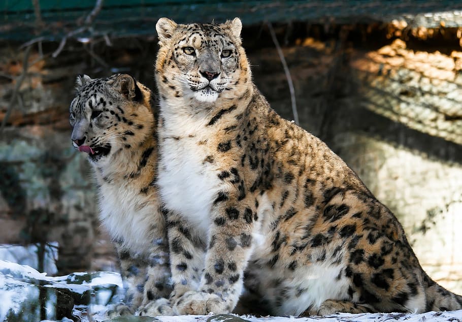 dos, salvaje, gatos, recinto, animal, gato, leopardo, leopardos de las nieves, zoológico, nuremberg