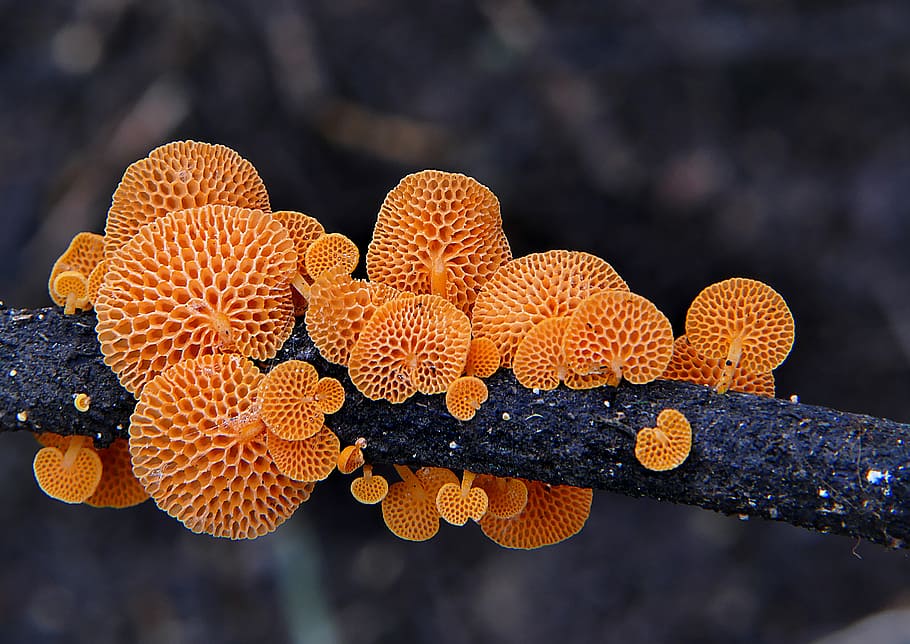 Favolaschia, calocera, Orange, fungus, orange mushrooms, growth, plant, beauty in nature, focus on foreground, orange color
