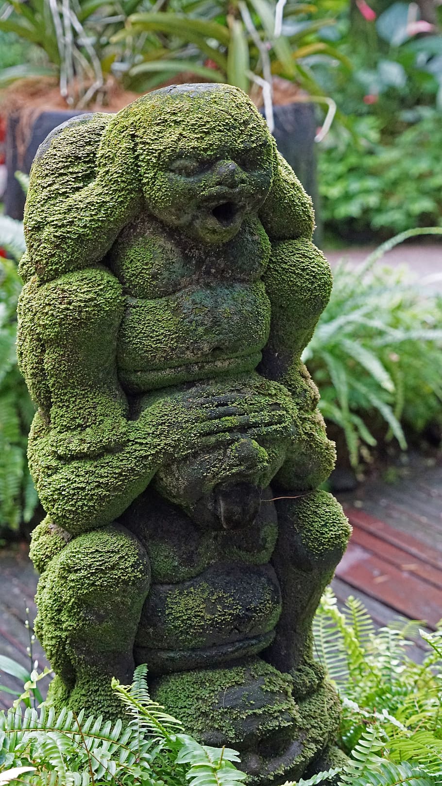 Sculpture, Singapore, Orchid, Garden, orchid garden, moss, botanical garden, green color, close-up, day