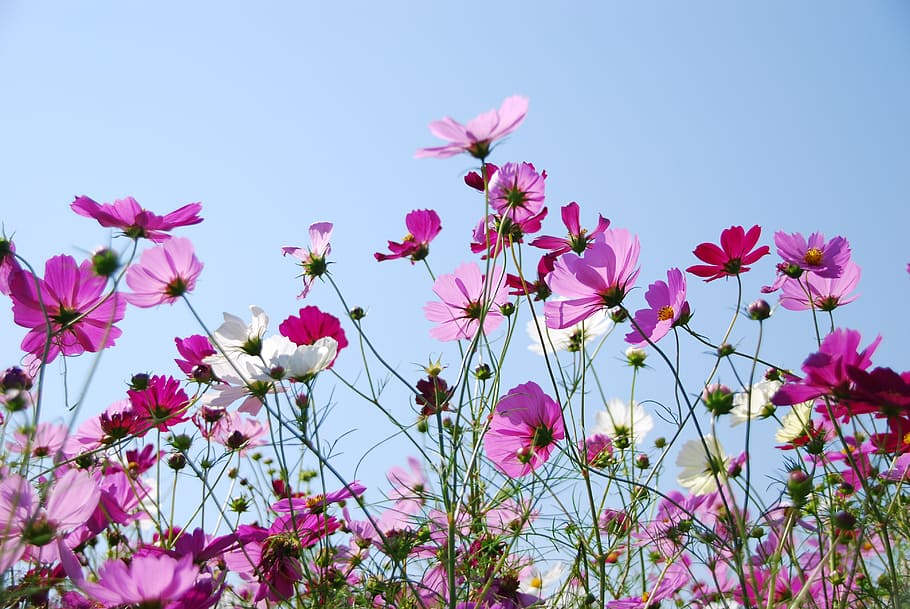 ピンク 白 花びらの花 Datime 秋の桜 空 花 開花植物 植物 鮮度 Pxfuel