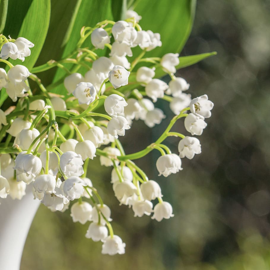 selective, focus photography, white, petaled flowers, Lily Of The Valley, Vase, Bouquet, flowers, deco, decoration